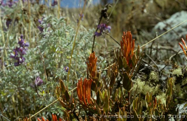 c_img084 Cordillera Blanca<br>Per� - 1998